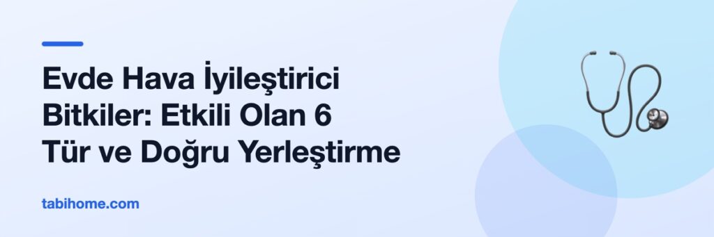 Evde Hava İyileştirici Bitkiler: Etkili Olan 6 Tür ve Doğru Yerleştirme