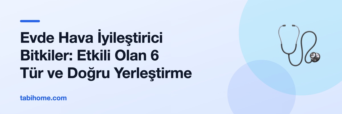 Evde Hava İyileştirici Bitkiler: Etkili Olan 6 Tür ve Doğru Yerleştirme